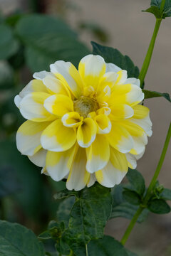 Beautiful Yellow and White Bicolor Dahlia Flower Blooming Elegantly in Autumn Garden