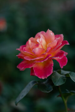 Vibrant Pink and Orange Gradient Rose Flower Blooming Elegantly in Autumn Garden Nature