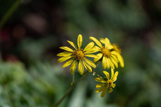 Vibrant Yellow Farfugium Japonicum Flowers Blooming Elegantly in Autumn Garden Nature