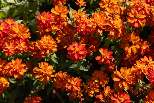 Vibrant Orange Zinnia Flowers Blooming Full in Autumn Garden Nature Background