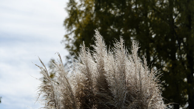 Fluffy Pampas Grass Spikes Glowing in Autumn Backlight with Forest Background in Nature