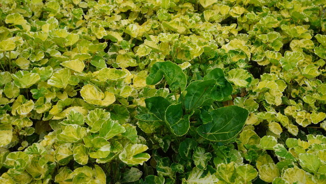 Polyscias balfouriana foliage displays vibrant green and yellow tones in garden bed. Top down framing highlights fresh ornamental plant texture.