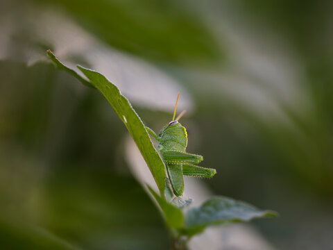Green grasshopper macro
