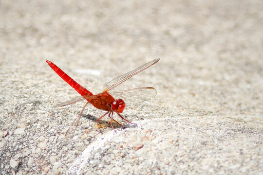 Redd-veined dragonfly
