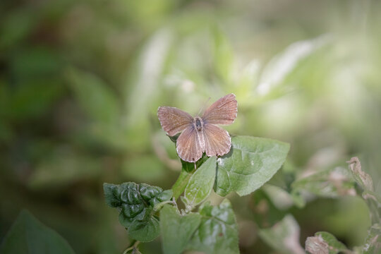 Tiny summer butterfly