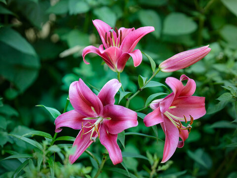 Tree lily - Robina - Lilium - Bright pink flowers