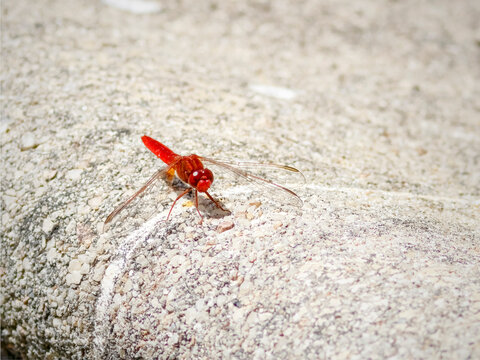 Redd-veined dragonfly
