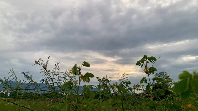 Atmospheric timelapse of dark morning clouds drifting above green plants and mist in a rural village at Toba Samosir, North Sumatera, Indonesia. Ideal background for nature.