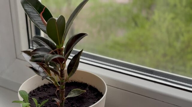 Rubber ficus (Ficus elastica). Young houseplant ficus in a white pot on a windowsill near the window