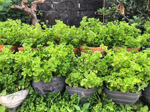 Fresh green Brazilian spinach plants growing in recycled plastic pots and clay containers outdoors