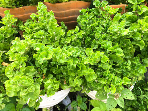 Lush Brazilian spinach plants growing in white recycled plastic pots and clay containers outdoors