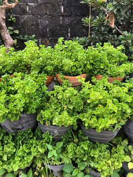Fresh green Brazilian spinach plants growing in recycled plastic pots and clay containers outdoors