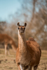 Fototapeta premium Close-up portrait of a brown llama standing in a sunlit pasture with shallow depth of field and blurred trees in the background