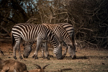 Two plains zebras grazing on dry African savanna with leafless trees in warm late afternoon light © PIC by Femke
