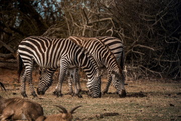 Two zebras grazing in a dry African savanna with leafless trees and warm sunlight © PIC by Femke