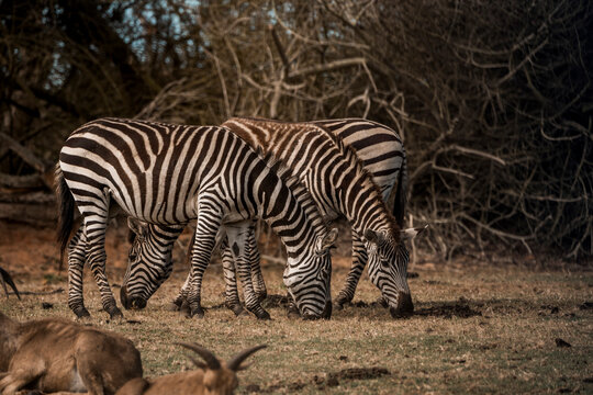 Two zebras grazing in a dry African savanna with leafless trees and warm sunlight