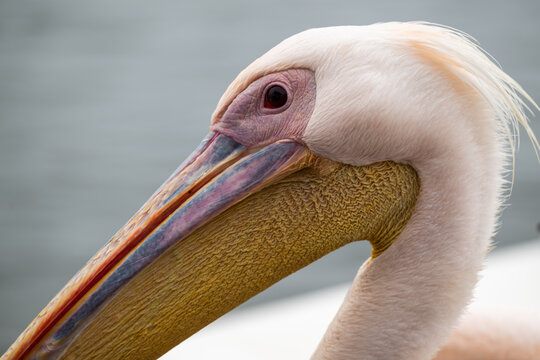 Dalmatian Pelican Portrait