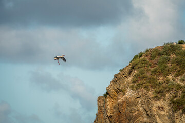 Fototapeta na wymiar Single seagull in mid-flight beside a rugged coastal cliff, cloudy sky backdrop and textured sunlit rock face