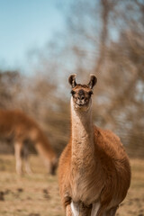 Curious brown llama standing in sunlit pasture with grazing companion and soft-focus trees in the background © PIC by Femke