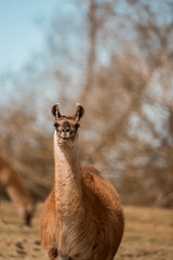 Fototapeta premium Brown llama portrait standing in a sunlit dry field with blurred trees in the background, vertical close-up of a curious camelid