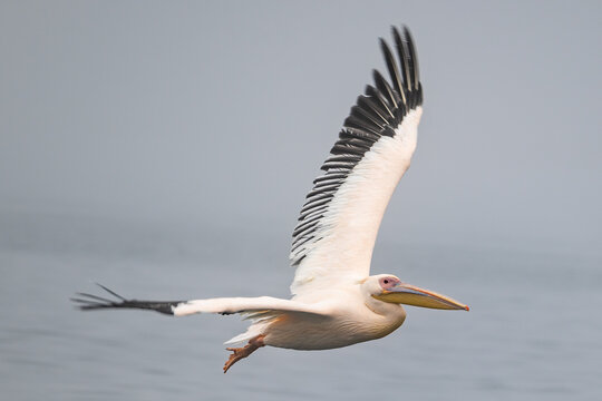 Dalmatian Pelican in Flight