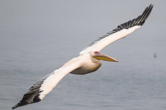pelican in flight