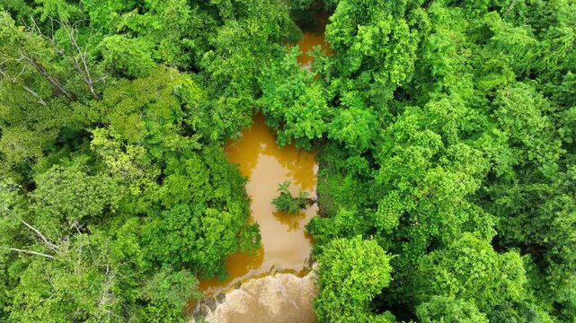 Aerial perspective of a swollen rainforest river with muddy water and rapids surrounded by lush green trees, reflecting flooding, monsoon conditions, erosion and powerful forces of nature.
