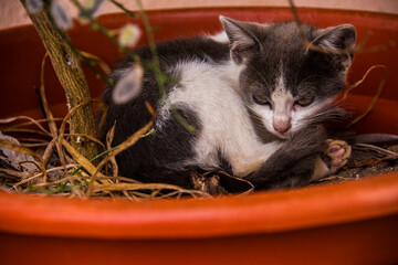 cat in a basket © fotosbymau
