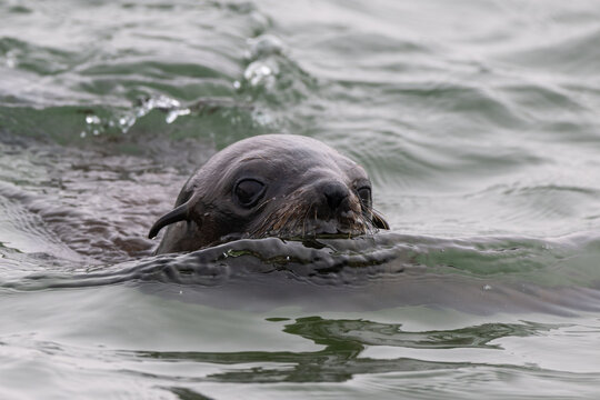 Curious Fur Seal