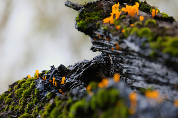 Orange jelly fungus Dacryopinax spathularia on decaying wood with moss © Eric Au