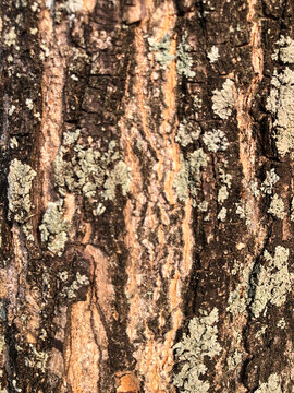 Close-up texture of rough tree bark with natural moss and lichen growth