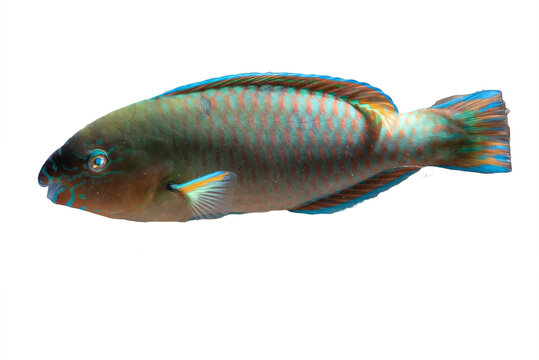 a Parrot fish (Scarus frenatus ) Isolated on clear background