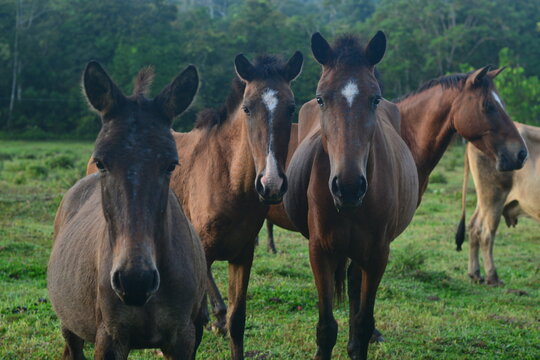 horses looking at the camera