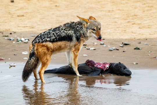 Jackal Feasting on Seal Pup