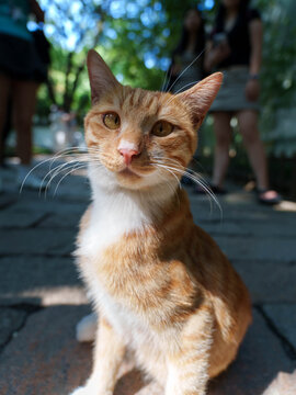 Close-up portrait of cute ginger and white stray cat sitting on stone path in Suzhou garden, blurred visitors background