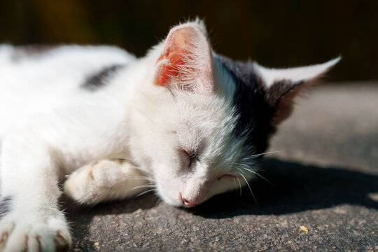 Close-up of sleeping black and white kitten lying on stone surface in Suzhou garden, warm natural sunlight