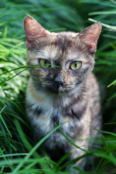 Close-up portrait of tortoiseshell cat sitting among green grass in Suzhou classical garden