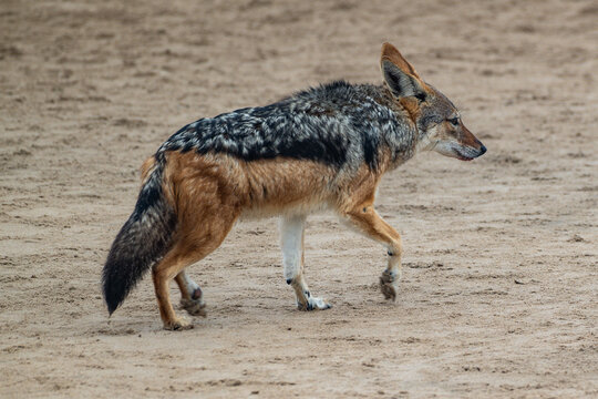 Black-backed Jackal on Namibian Shore