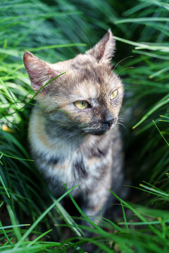Close-up portrait of tortoiseshell cat sitting among green grass in Suzhou classical garden