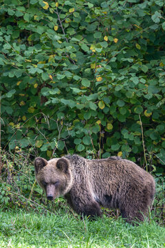 Brown bear standing in the grass near green forest bushes in Bieszczady Mountains, Poland