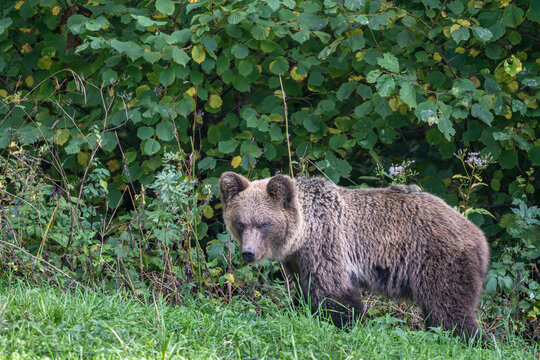Brown bear standing in the grass near green forest bushes in Bieszczady Mountains, Poland