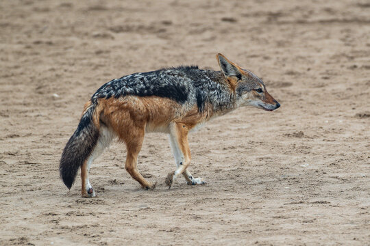 Black-backed Jackal in Namibia