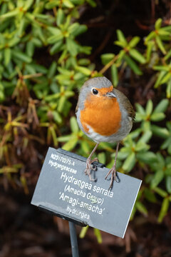 European robin perched on a Hydrangea serrata plant label surrounded by lush green garden foliage.
