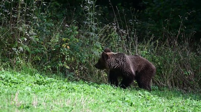 Brown bear foraging in the grass near green forest bushes in Bieszczady Mountains, Poland