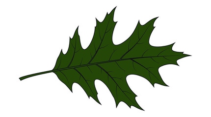 Fototapeta premium Green Oak Leaf Isolated on Transparent Background