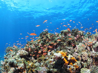 石垣島の色鮮やかなサンゴ礁と熱帯魚の群れ © GritAI