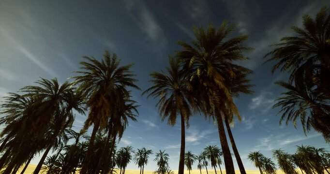 rows of palm silhouettes against cinematic cloud streaks, graphic rhythm and texture, perfect for pattern backgrounds and modern design layouts