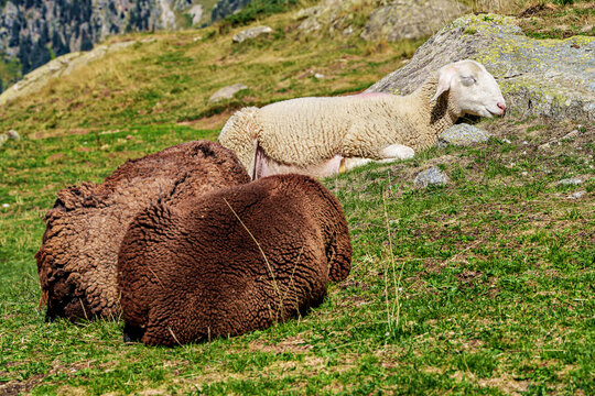 Sheeps at Lac de Gaube. Gaube Lake is a lake in the French Pyrenees, near the town of Cauterets in France