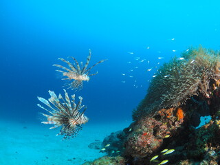 青い海に舞うハナミノカサゴ 石垣島のサンゴ礁 © GritAI