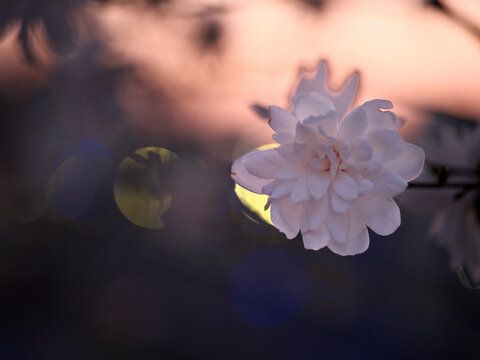 White spring blossom cluster in warm sunset light with soft bokeh